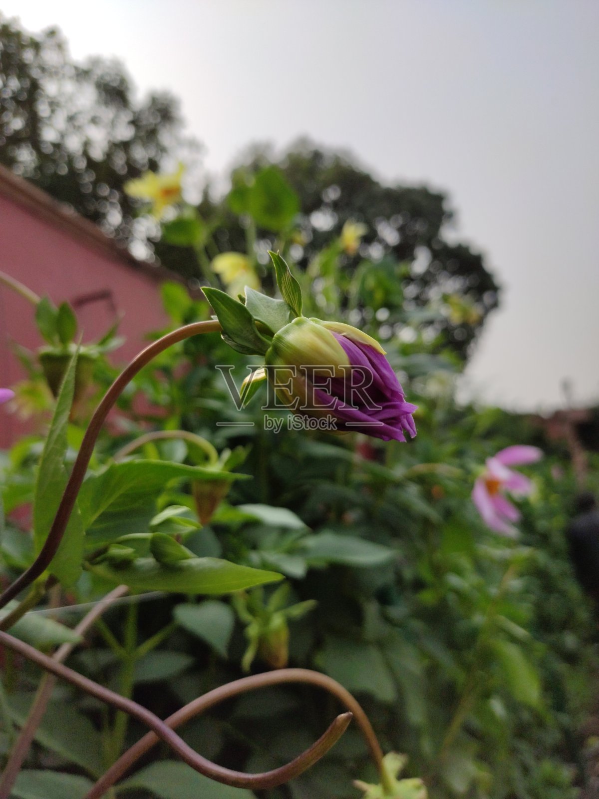 紫色的花蕾照片摄影图片