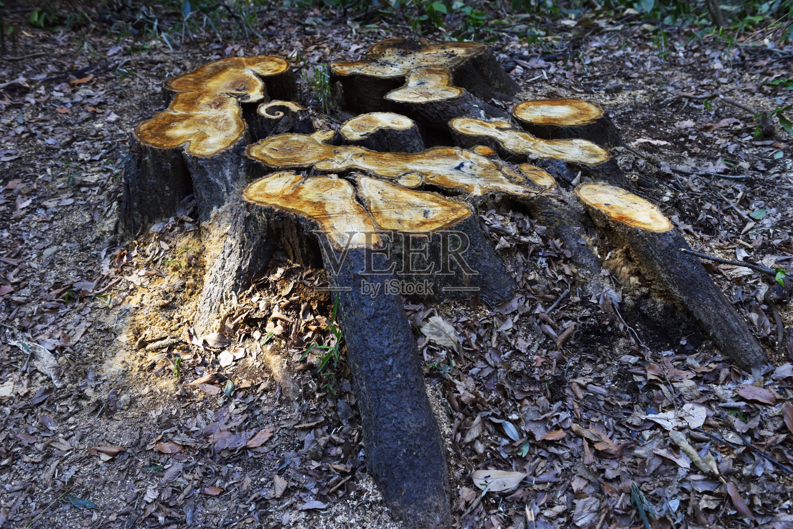 树桩照片摄影图片
