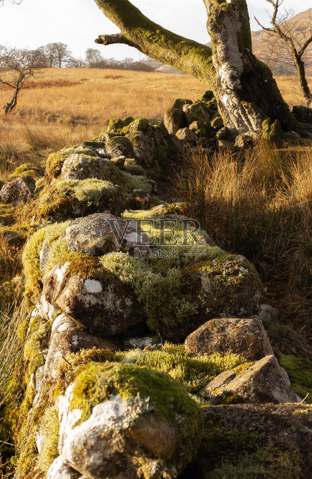 苏格兰的干燥石墙和树木照片摄影图片