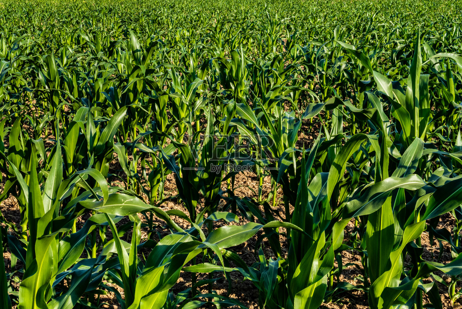 田里没有穗子的青青玉米照片摄影图片