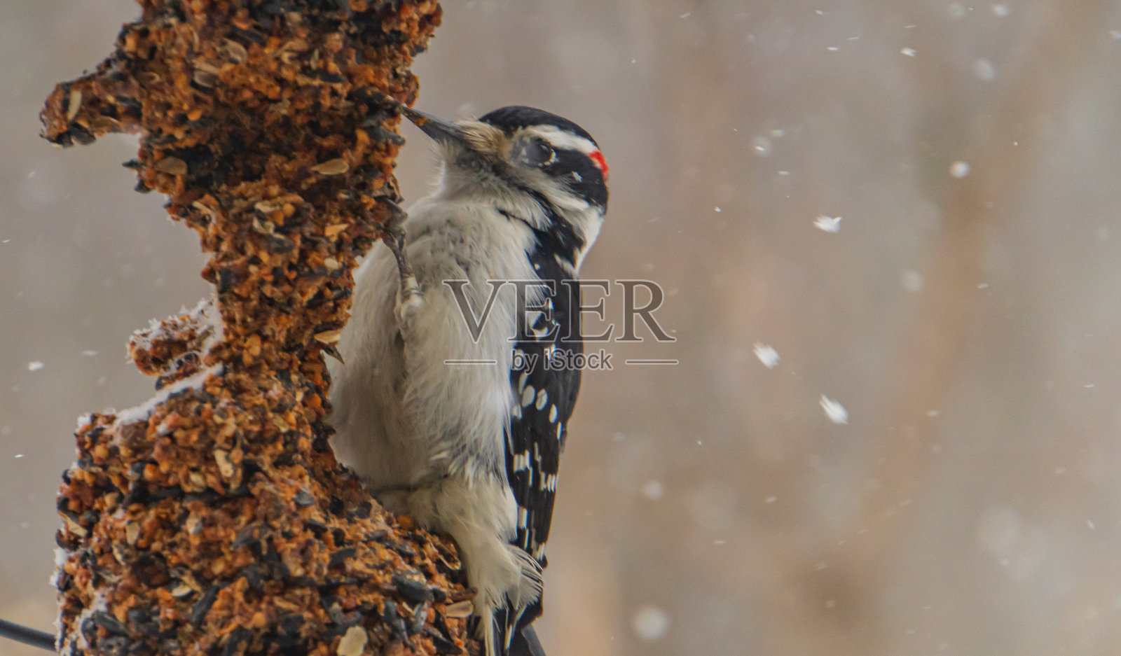 啄木鸟在喂食器照片摄影图片