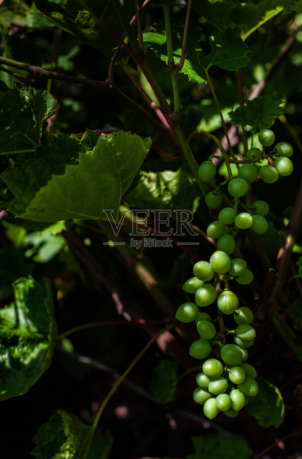 一串绿色的小葡萄挂在树枝上照片摄影图片