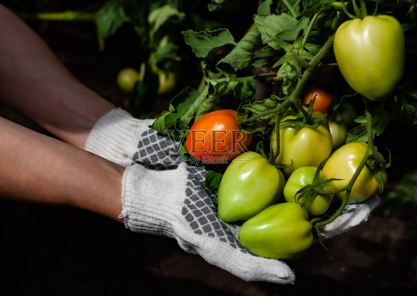 手拿着挂在树枝上的熟透的西红柿照片摄影图片