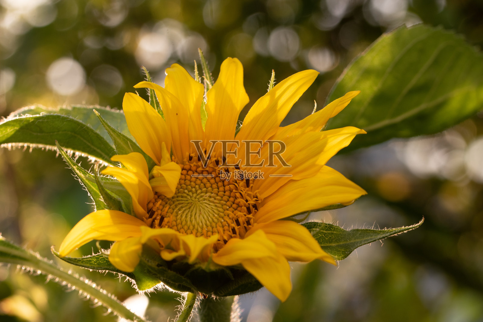 鲜艳的黄色向日葵，向日葵盛开在我的花园里。它有丰富的花粉和花蜜，所以蜜蜂和其他昆虫喜欢访问它。照片摄影图片