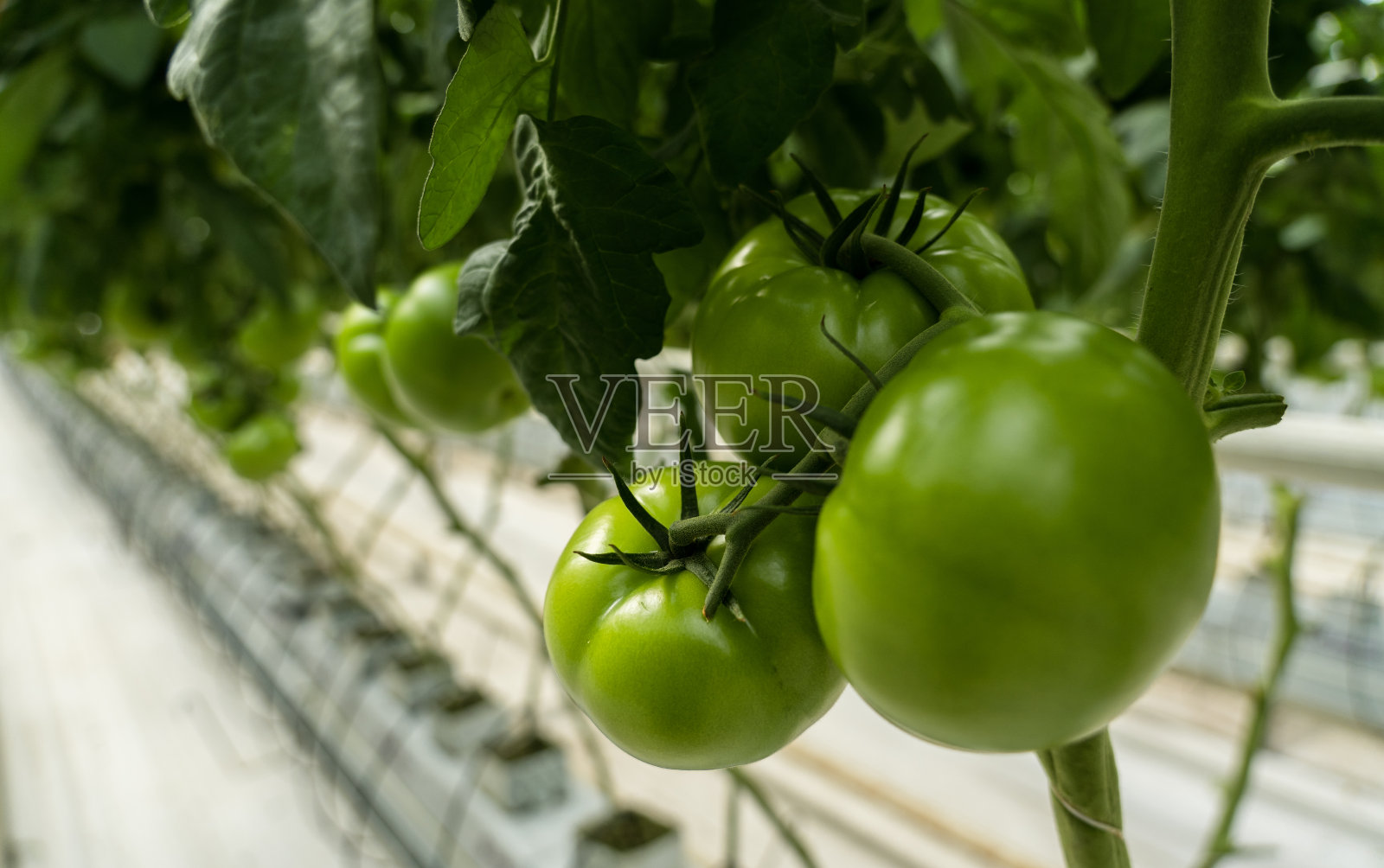 温室里的绿番茄长在树枝上照片摄影图片