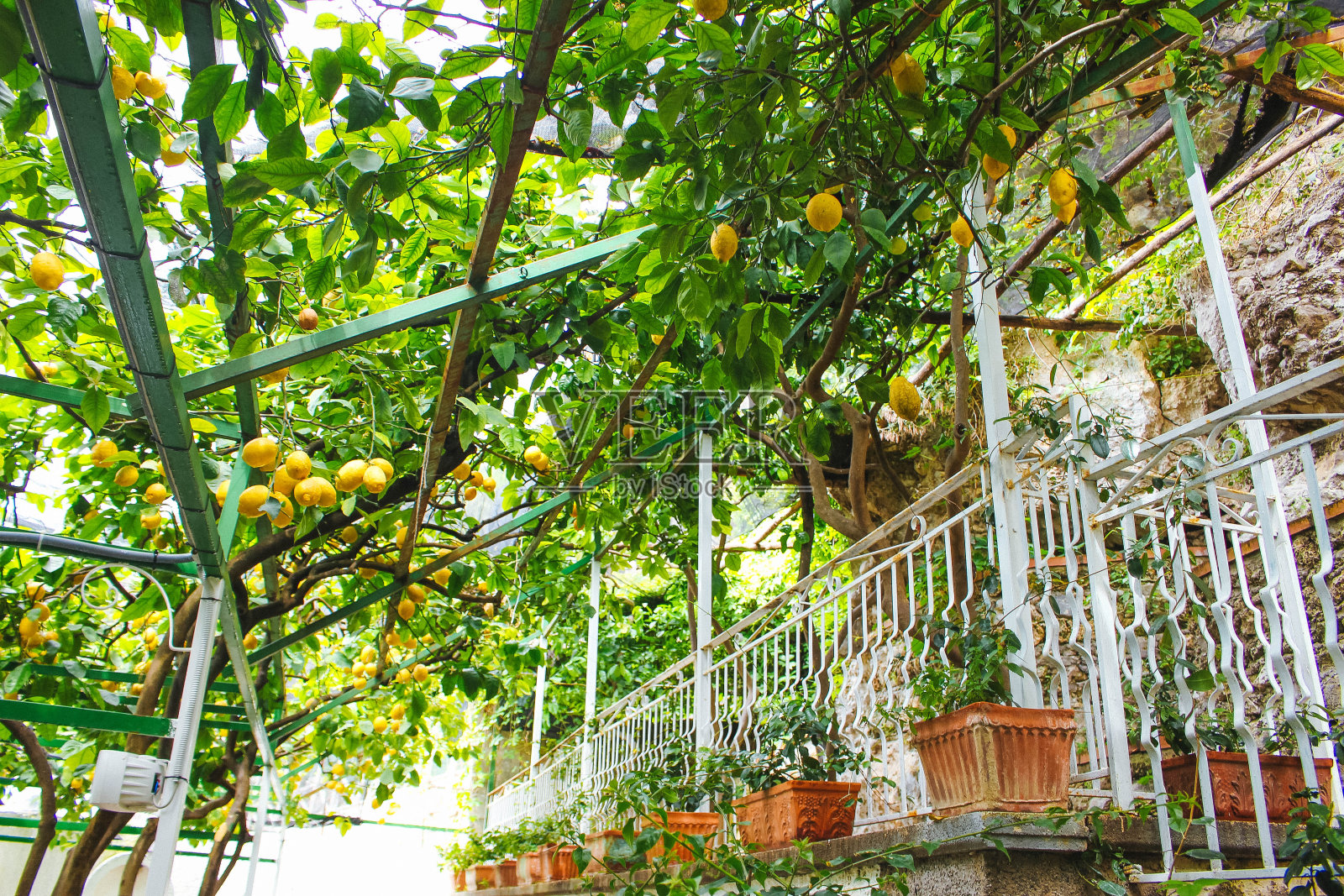 用新鲜的柠檬树枝挂在树上照片摄影图片