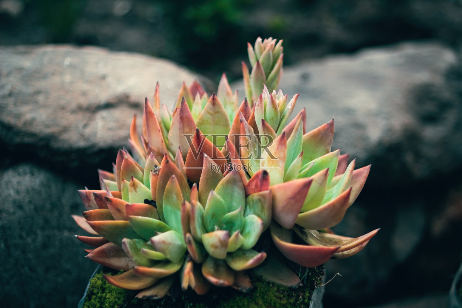 仙人掌，多汁，孤立在深色背景上照片摄影图片