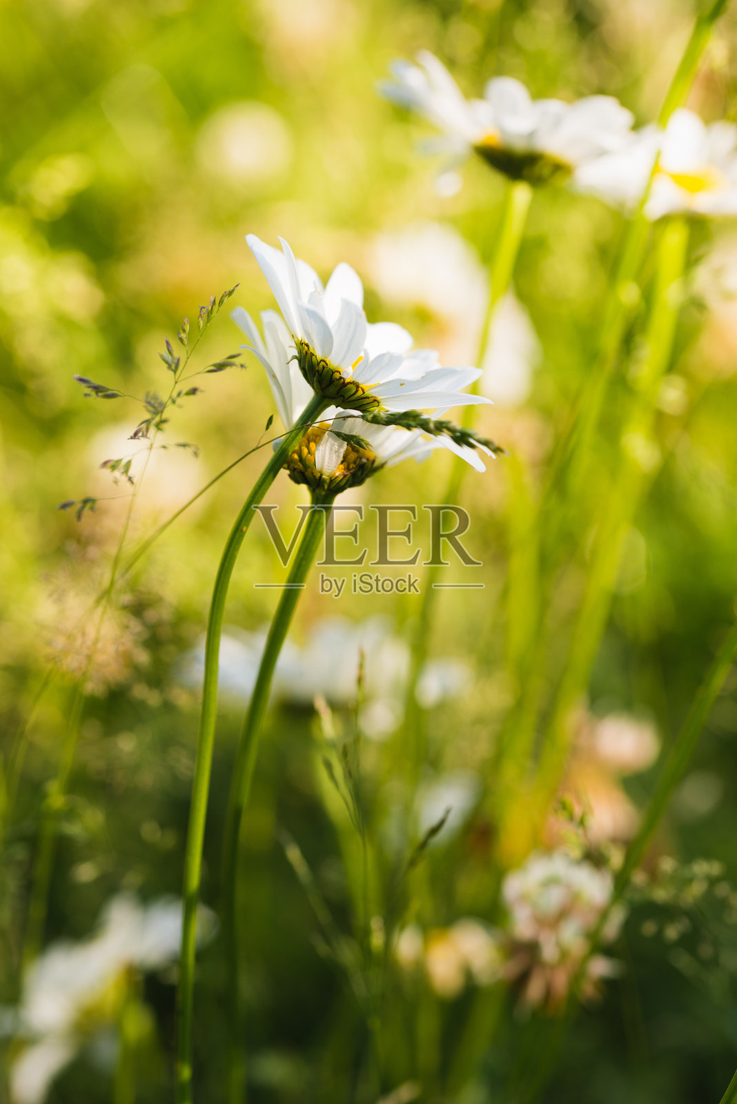 白色的雏菊花照片摄影图片