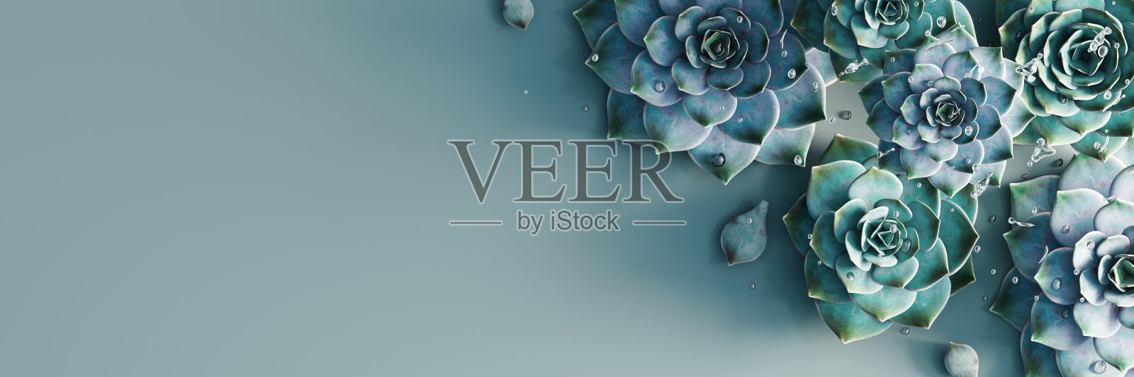 新鲜多肉植物与水滴在绿色背景照片摄影图片