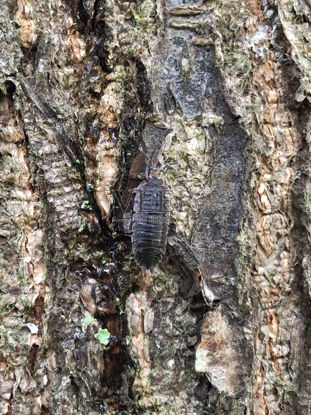 赤杨-树干/树皮照片摄影图片
