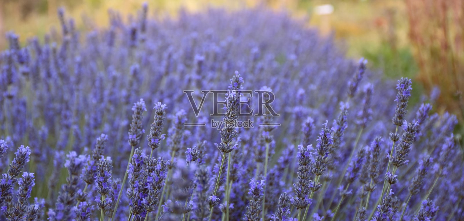 薰衣草花angustifolia花。照片摄影图片