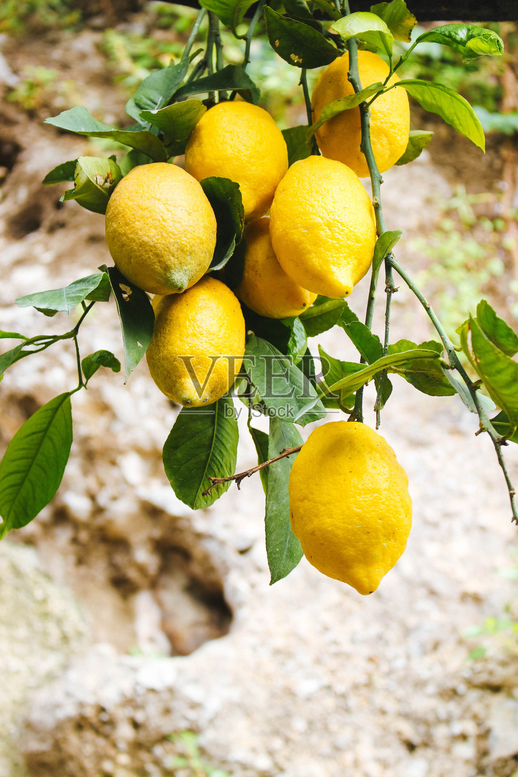 用新鲜的柠檬树枝挂在树上照片摄影图片