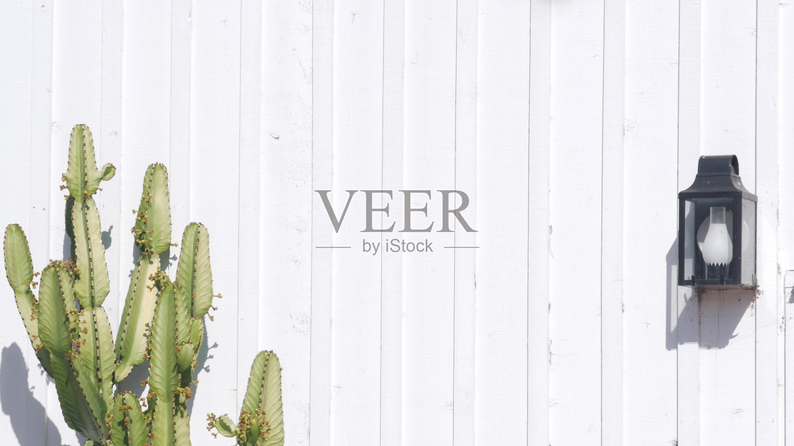 绿色多肉仙人掌植物，白色木墙配复古灯笼，狂野西部。照片摄影图片