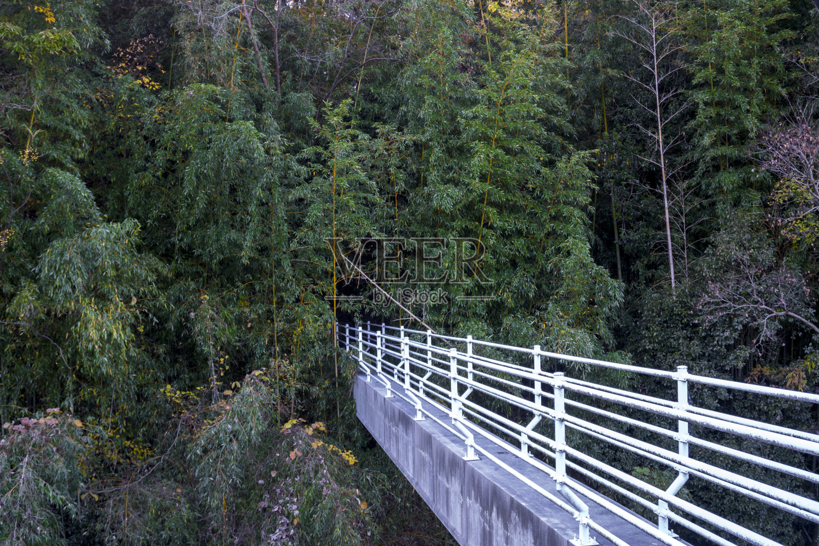 通往神秘森林深处的白色窄桥照片摄影图片