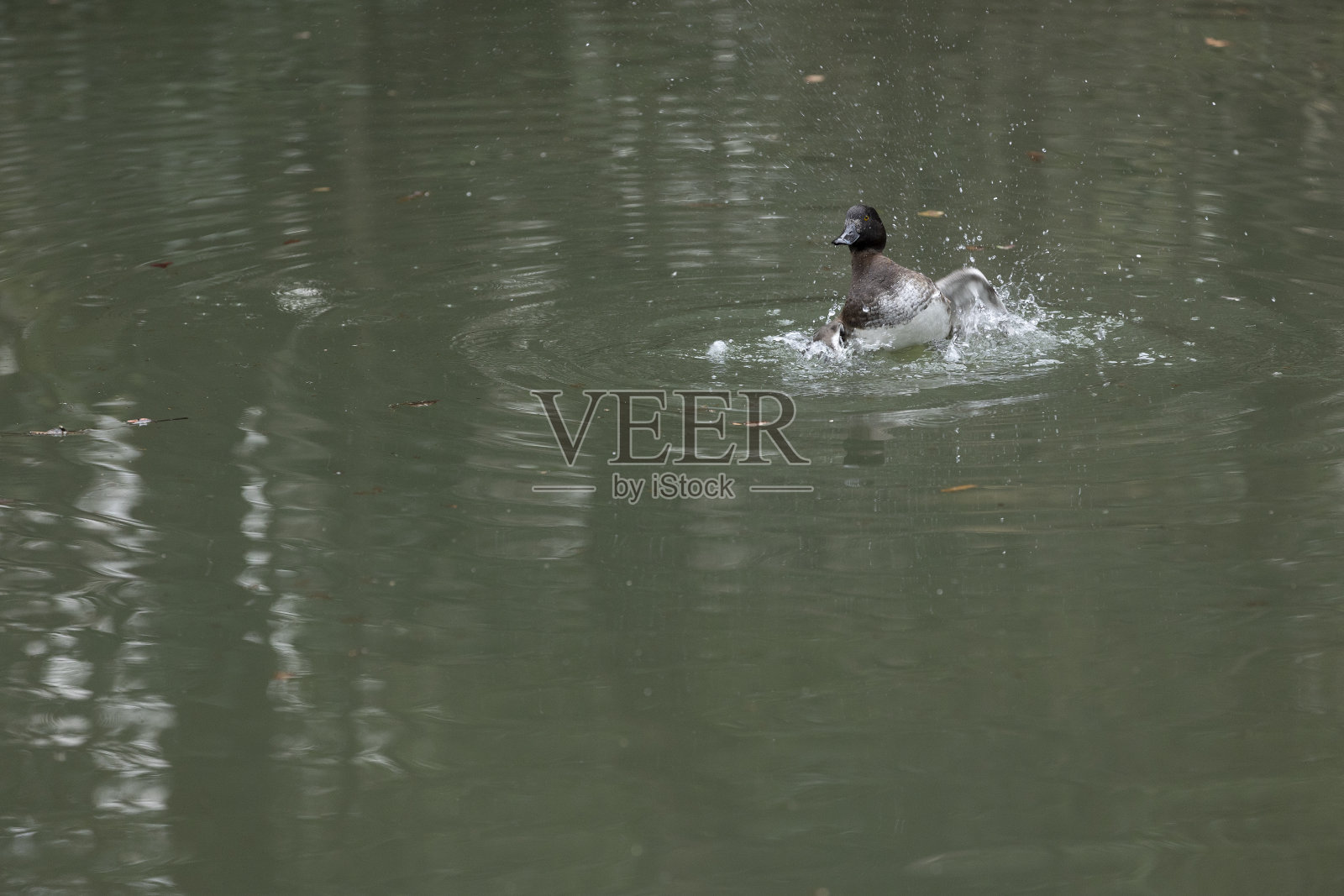 鸟照片摄影图片