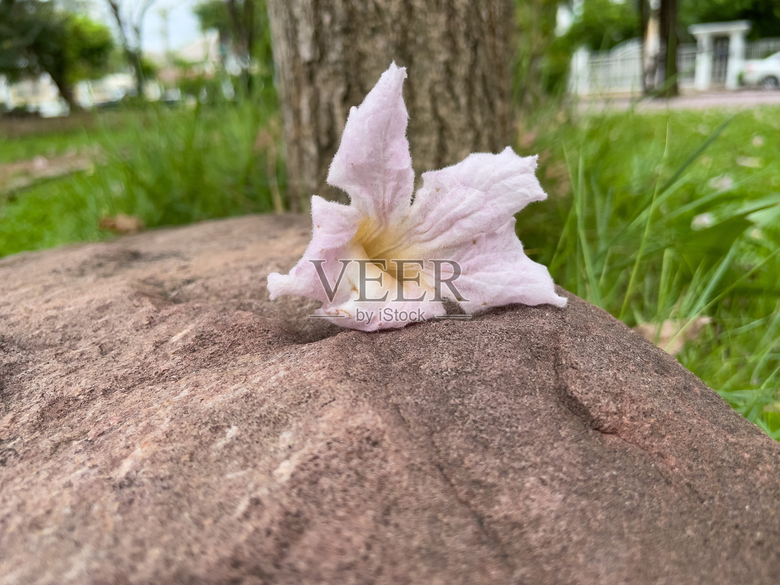 岩石上枯萎的花朵。照片摄影图片