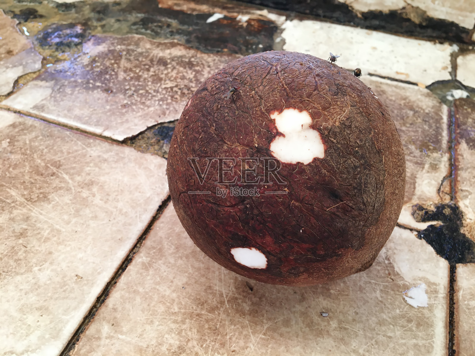 剥了皮的生椰子准备上市照片摄影图片
