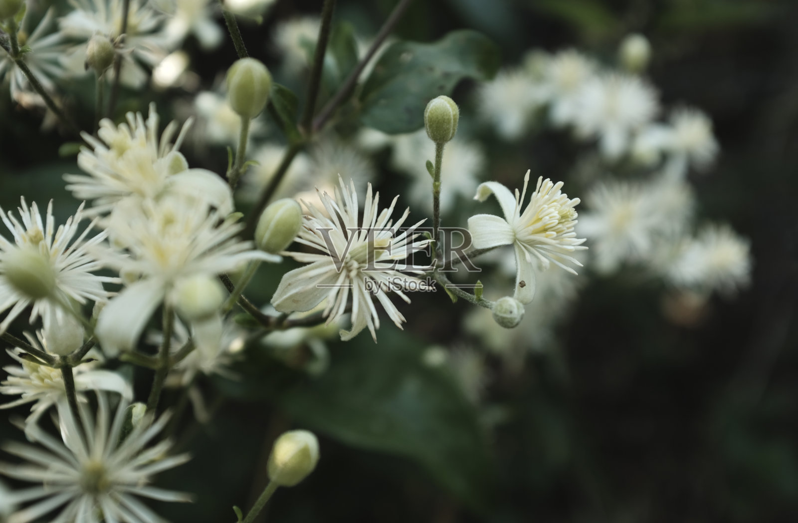 铁线莲树篱照片摄影图片