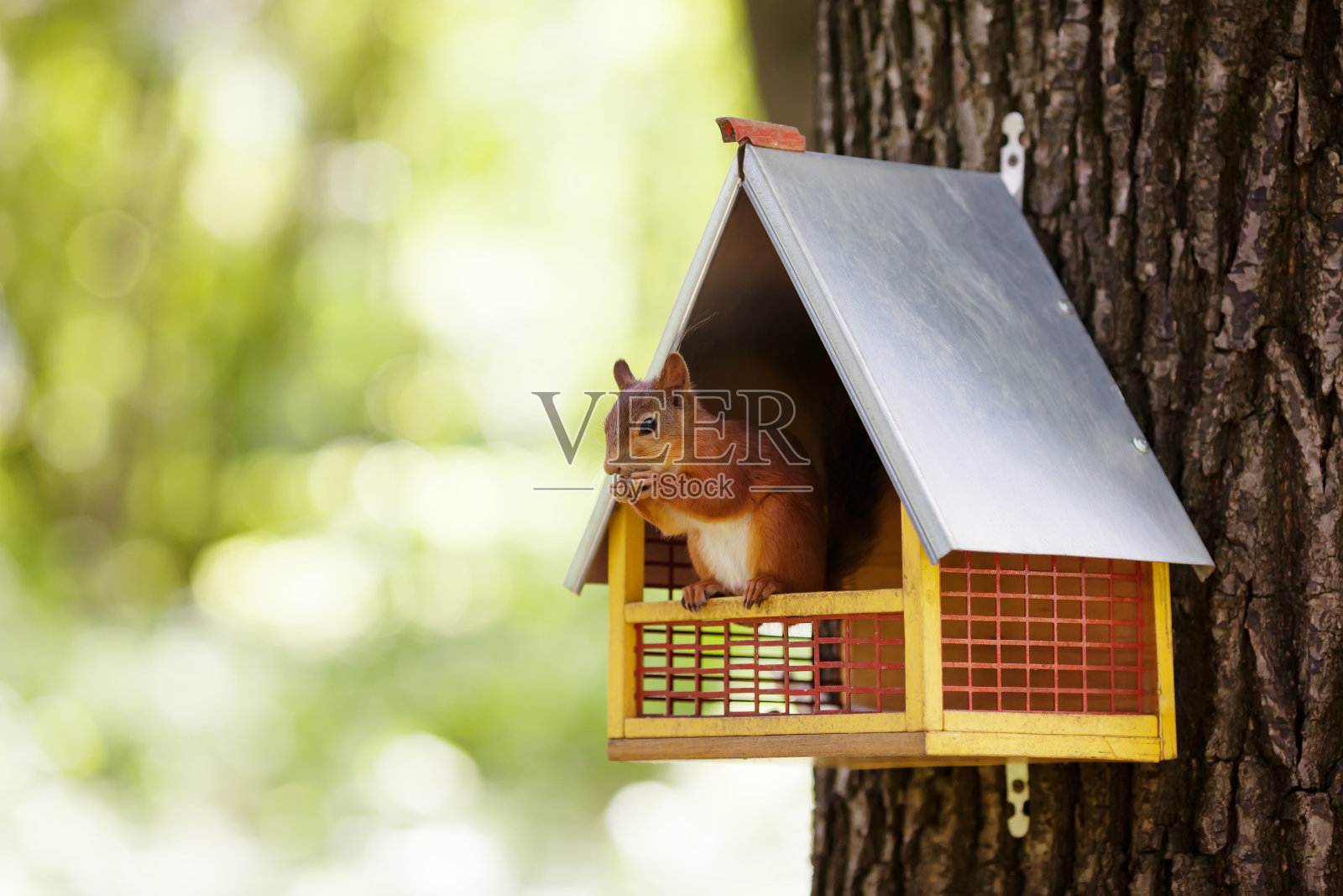 欧亚红松鼠(Sciurus vulgaris)照片摄影图片