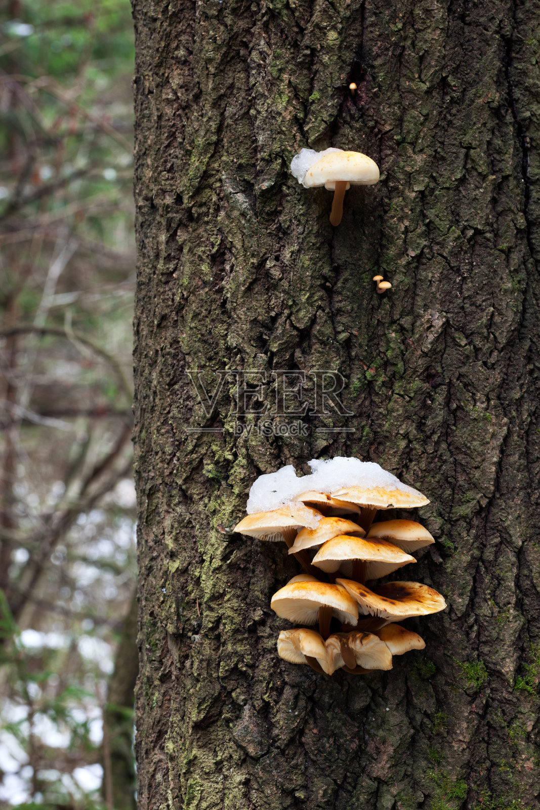 丝绒足(金针菇)照片摄影图片
