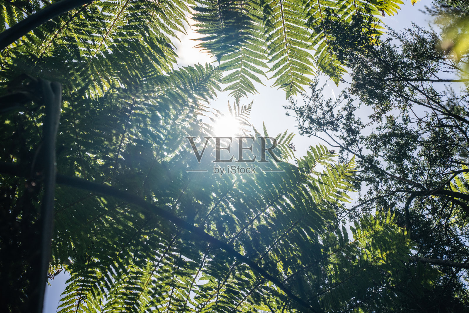 透过树蕨叶和其他叶子俯瞰天空照片摄影图片