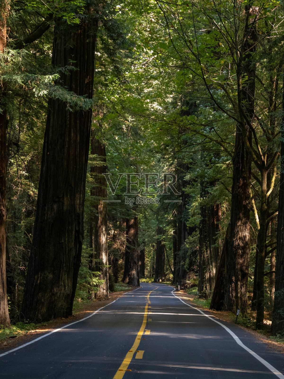 穿过红杉林的路照片摄影图片