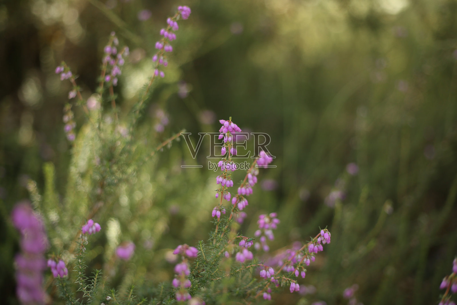 石南照片摄影图片
