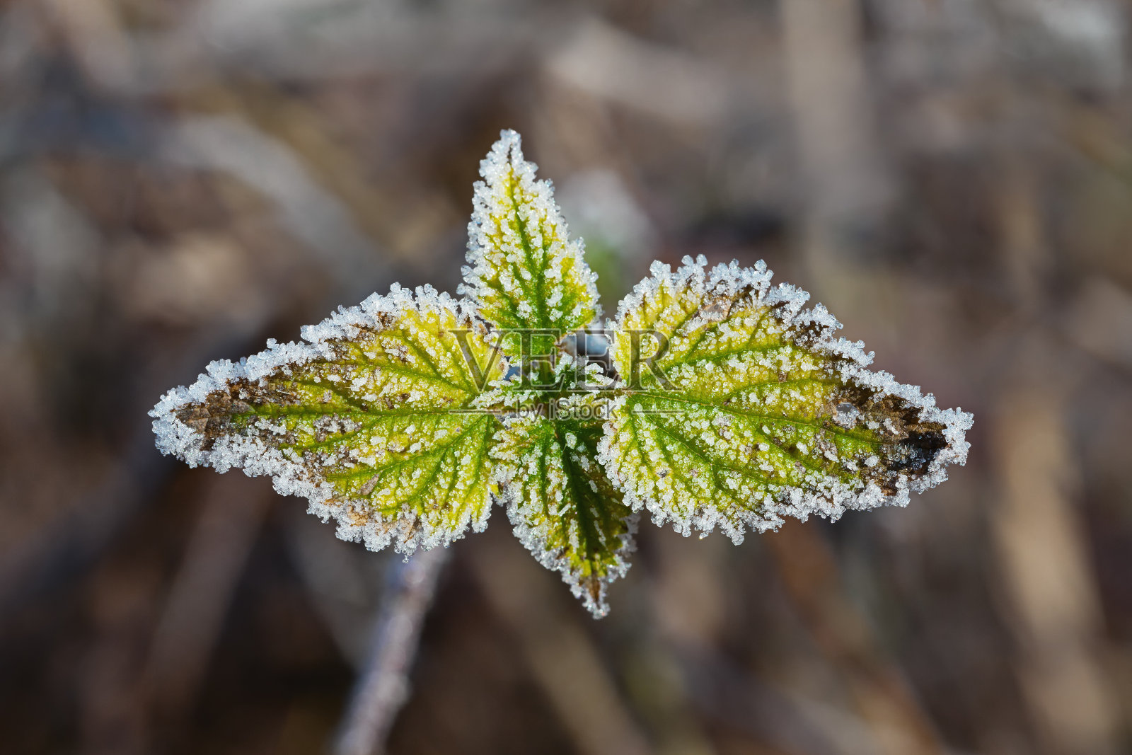 冰冻的植物照片摄影图片