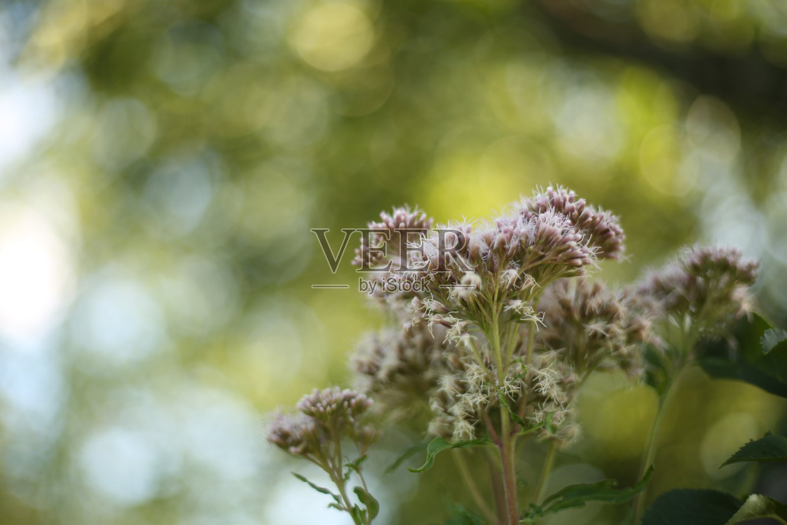 白色开花植物特写照片摄影图片