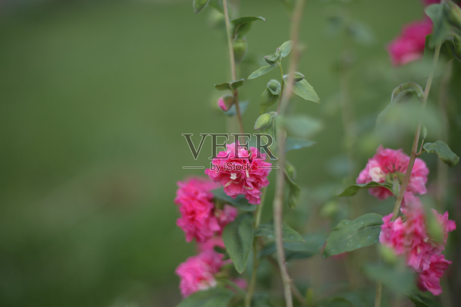 山字草照片摄影图片