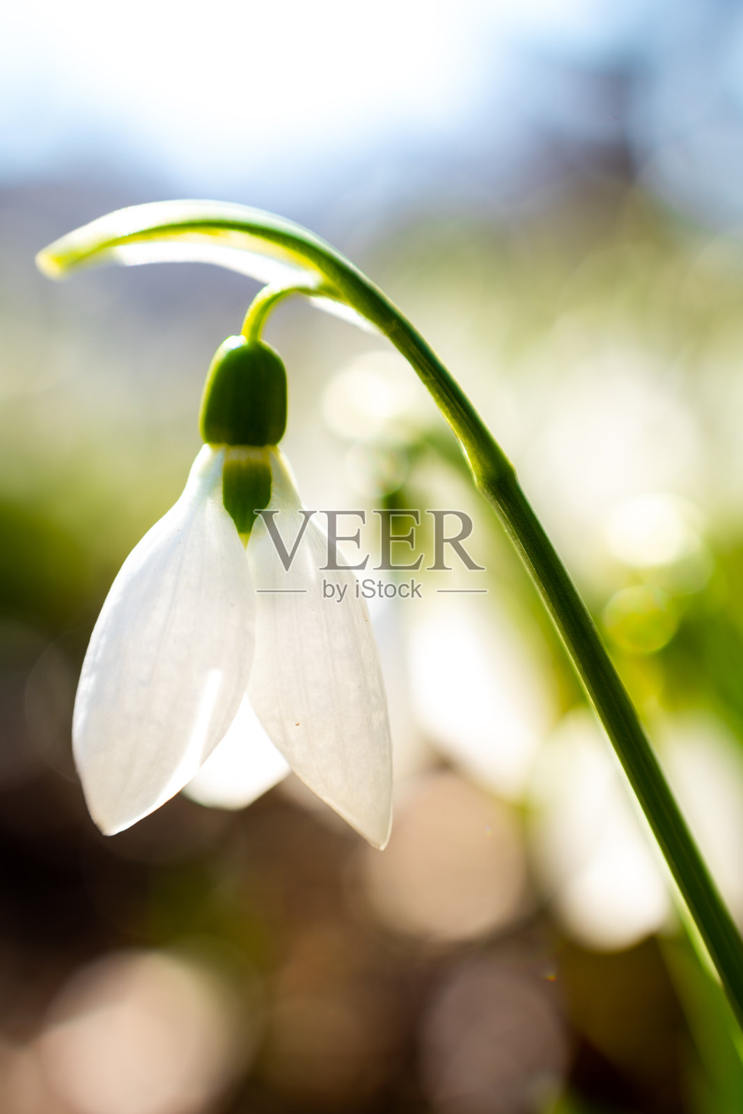 雪花莲。照片摄影图片