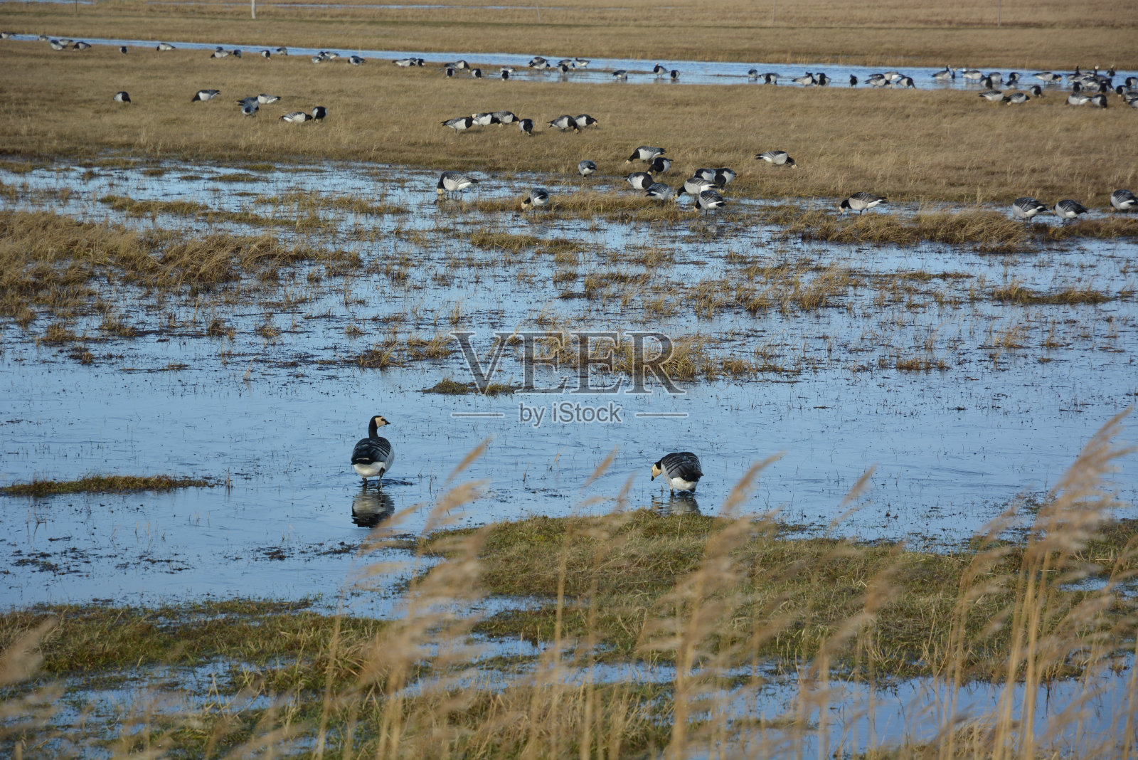 一群在沼泽中涉水的鹅照片摄影图片