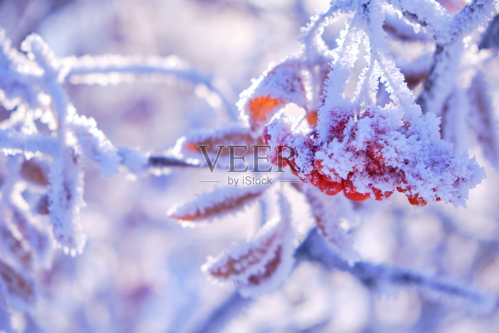 在一个寒冷的冬日里，成串的花楸浆果被霜和雪覆盖着。照片摄影图片