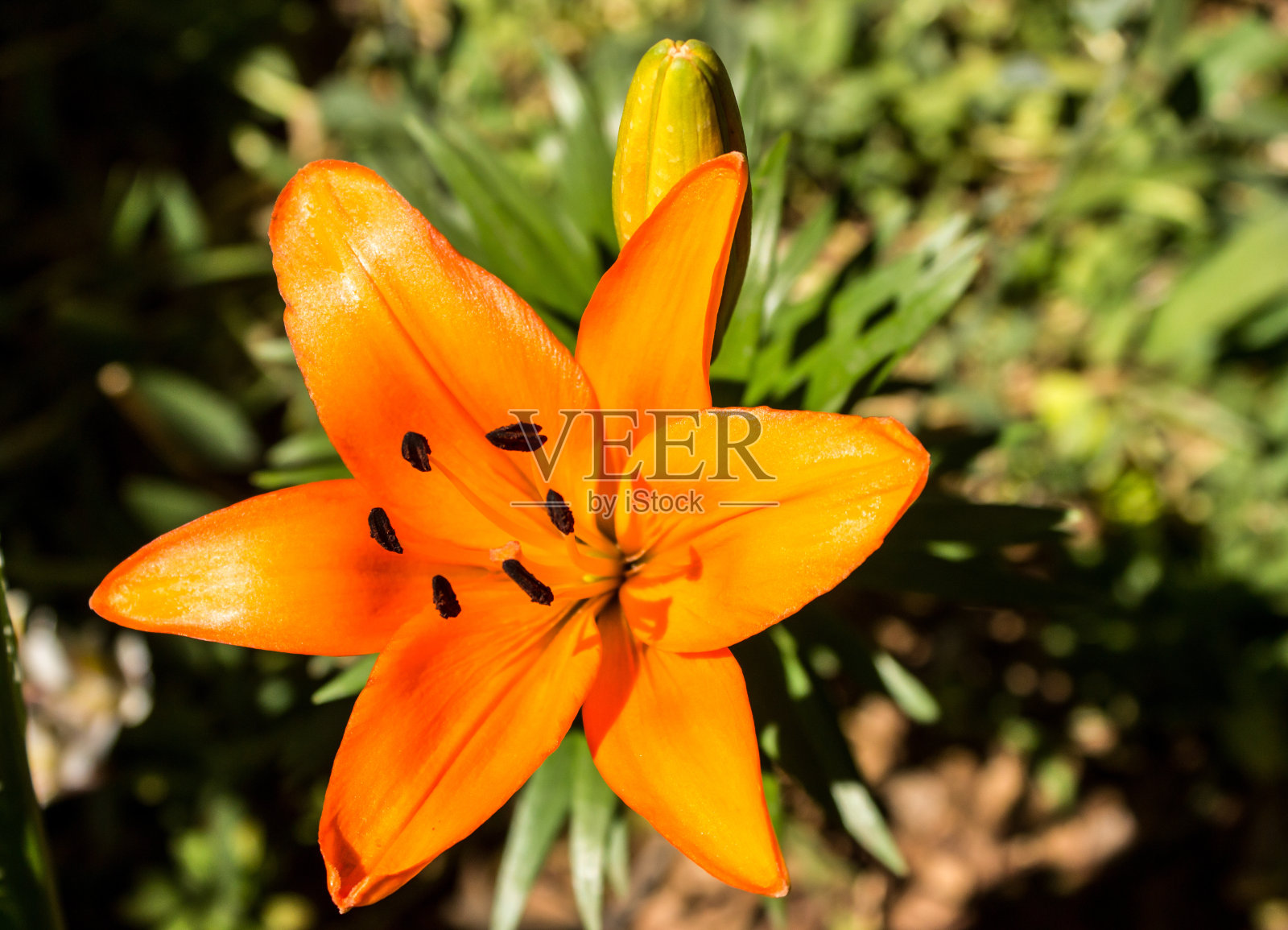 橙色亚洲百合照片摄影图片