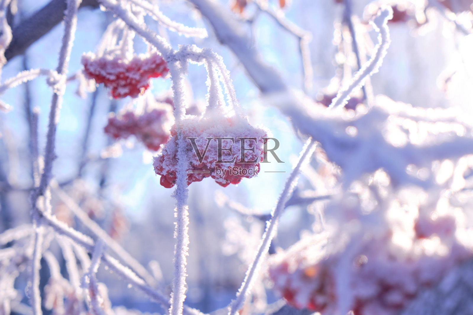 在一个寒冷的冬日里，成串的花楸浆果被霜和雪覆盖着。照片摄影图片