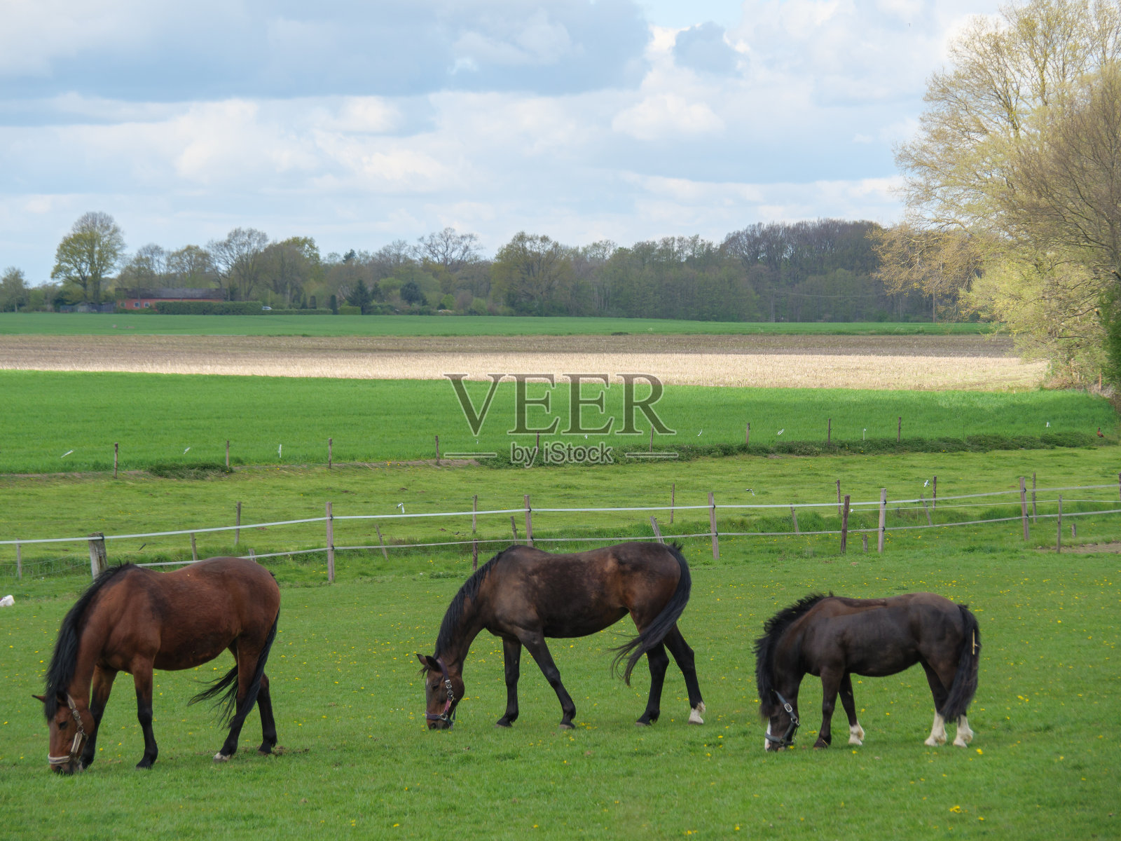 德国威斯特伐利亚的草地上的马照片摄影图片
