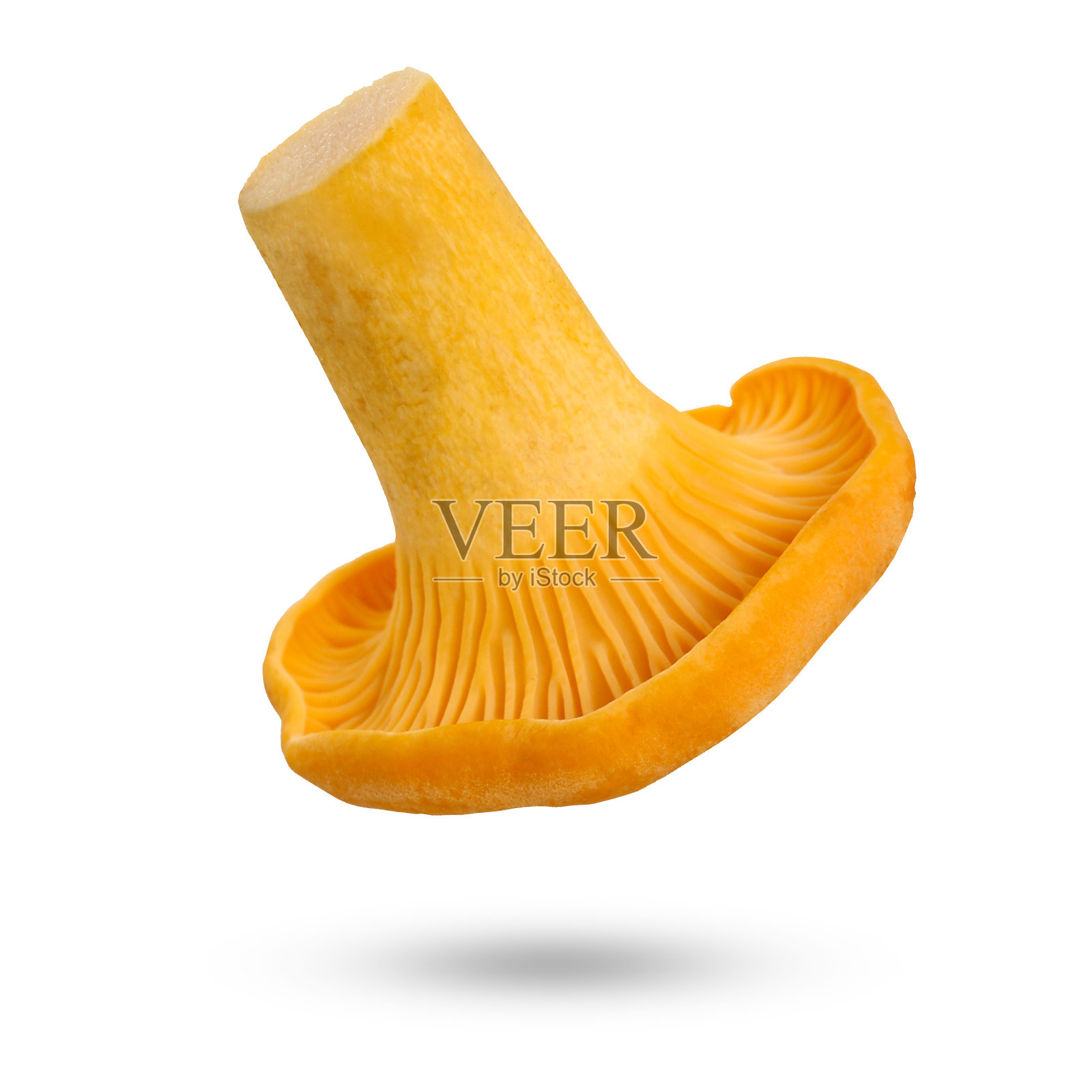 鸡油菌孤立于白色。照片摄影图片