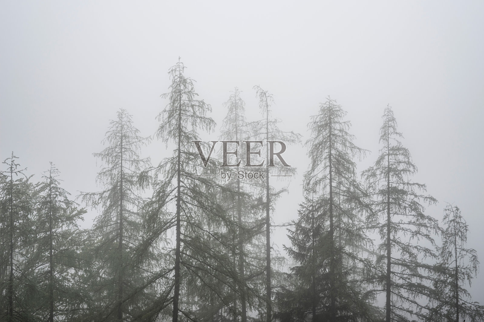 雾蒙蒙的森林照片摄影图片