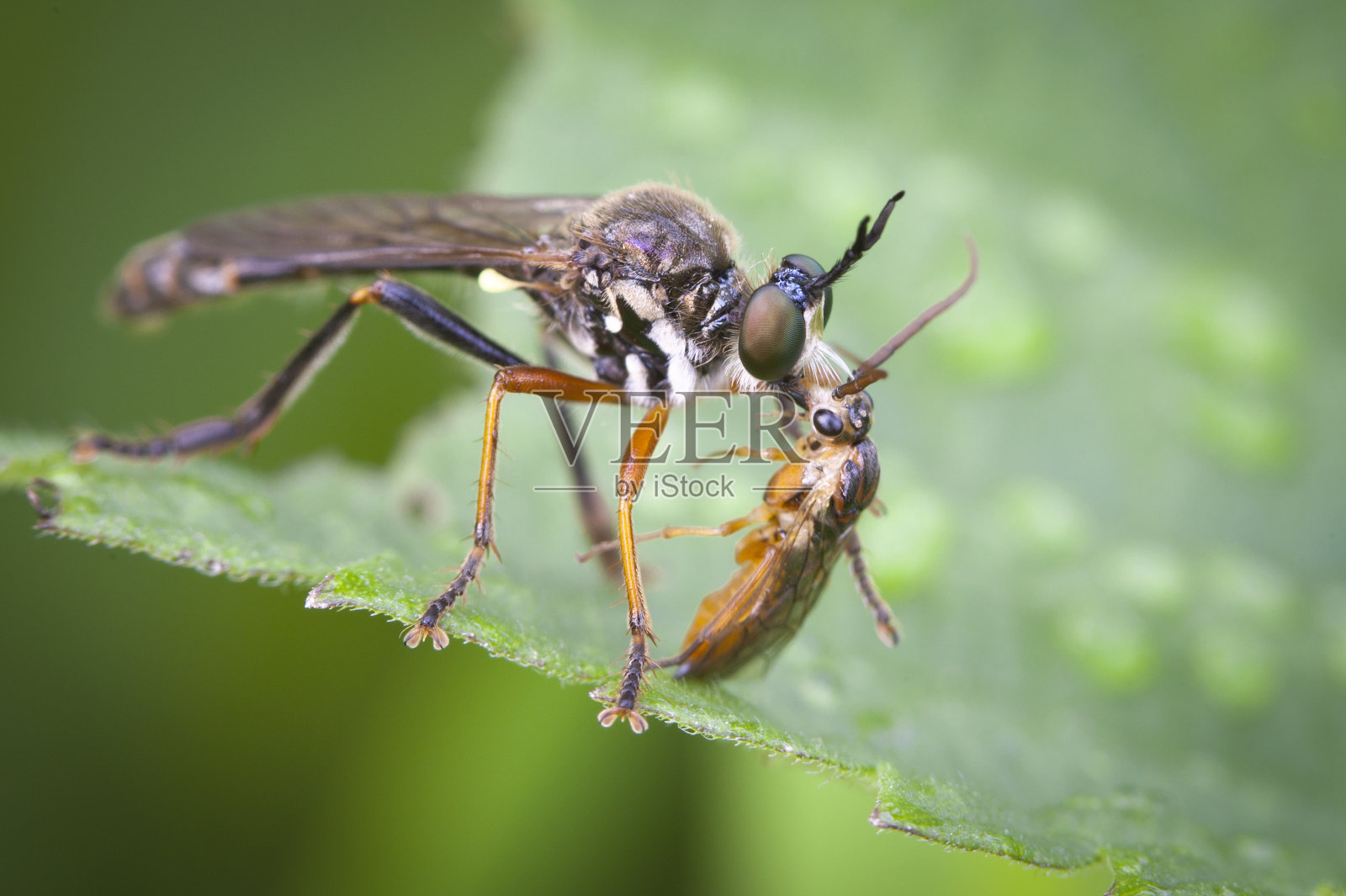 Asilidae是强盗蝇科，也被称为刺客蝇。照片摄影图片
