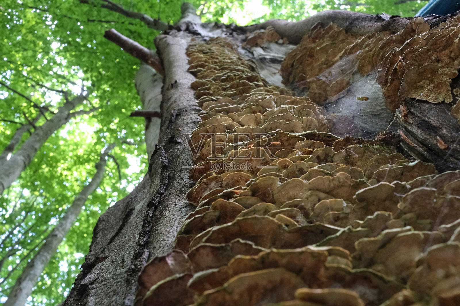 蘑菇照片摄影图片
