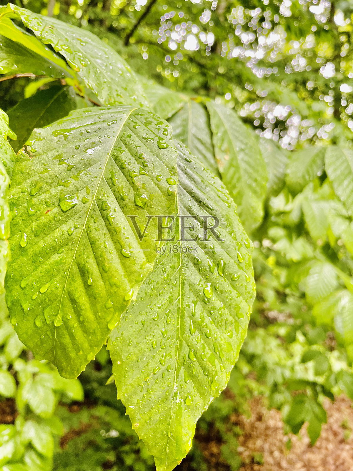 叶子上的水滴照片摄影图片