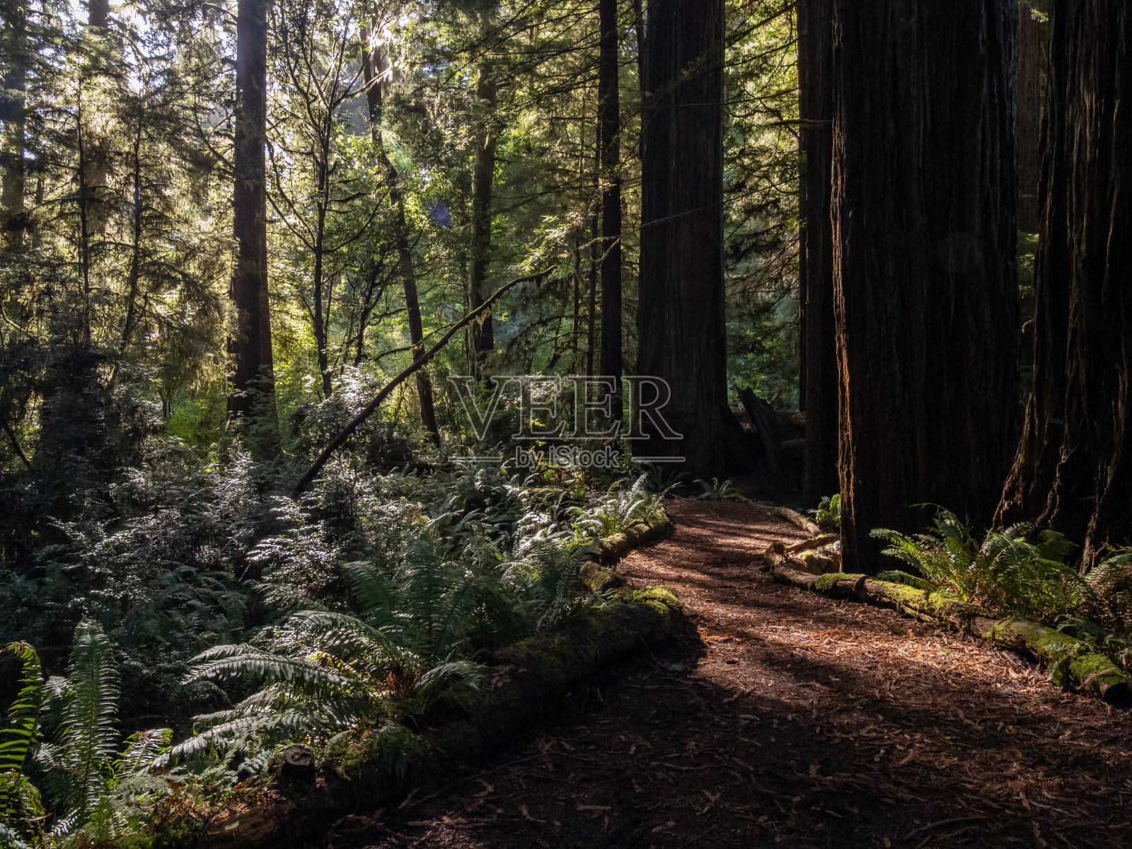 穿过红杉森林的小径照片摄影图片