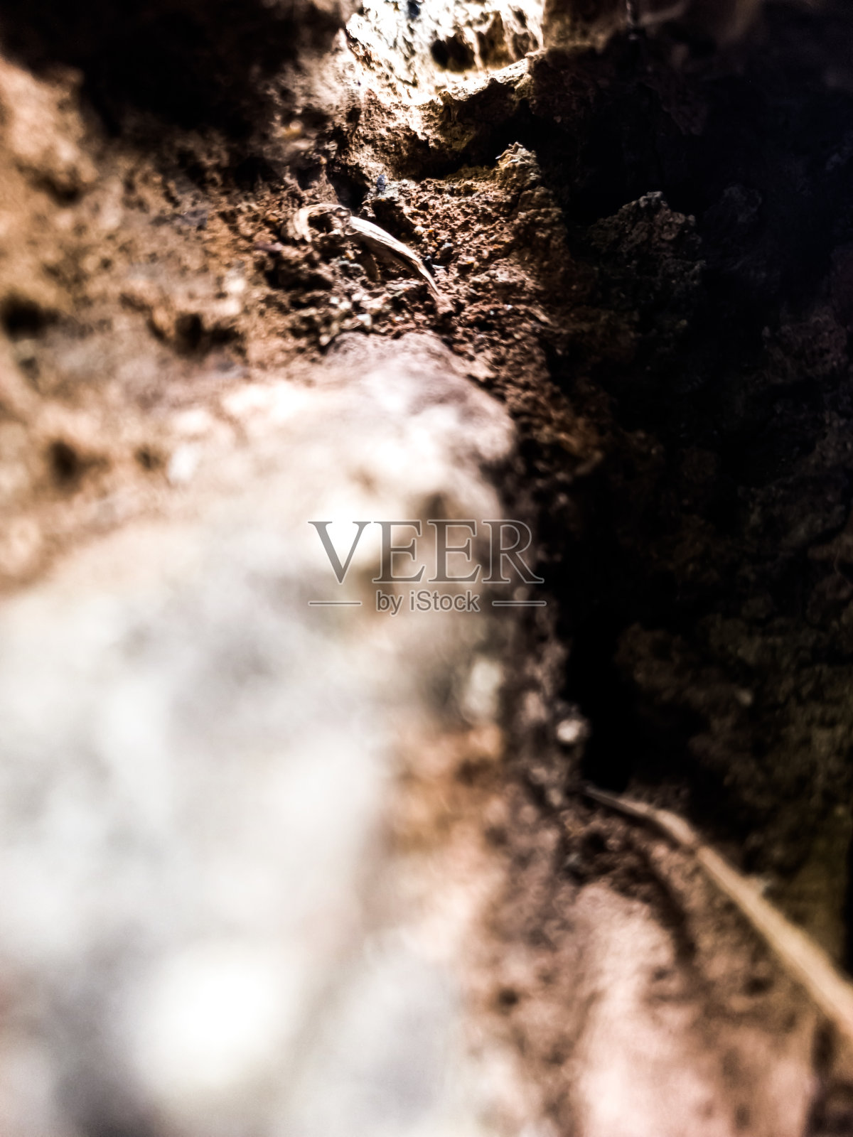 风化木照片摄影图片