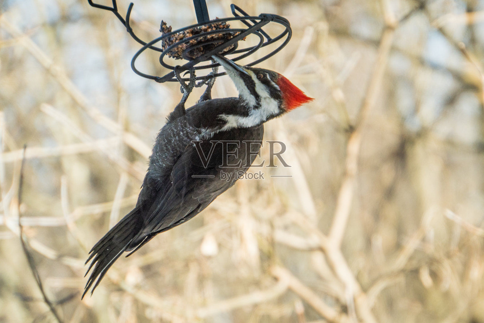 Pileated啄木鸟照片摄影图片