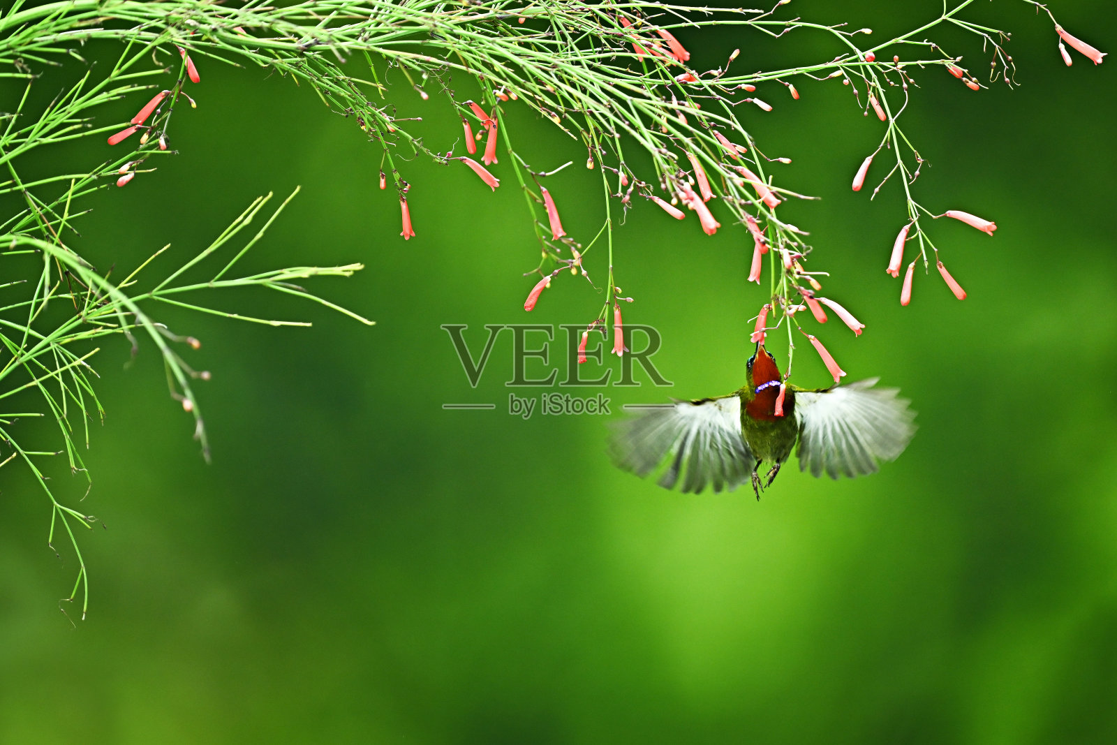 鸟照片摄影图片