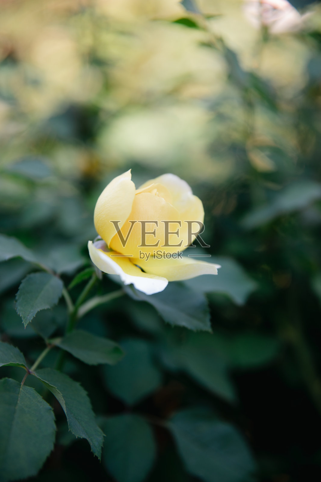 美丽的焦点以外的玫瑰与复制空间的绿色背景。照片摄影图片