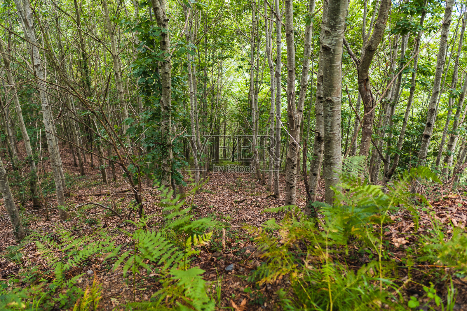 满是树木和植物的森林的美丽景色。照片摄影图片