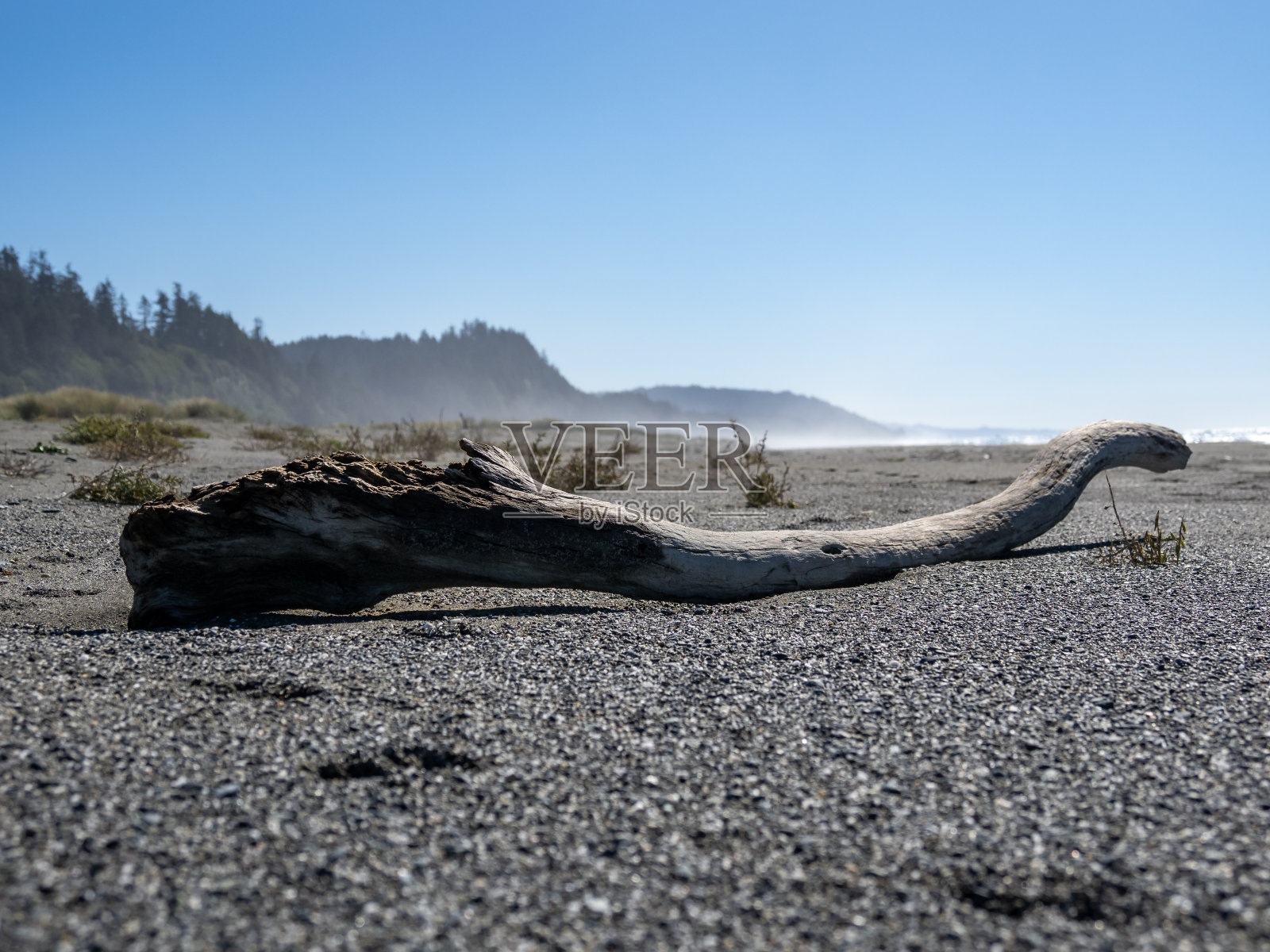 圆石滩海岸的浮木，红杉国家公园照片摄影图片