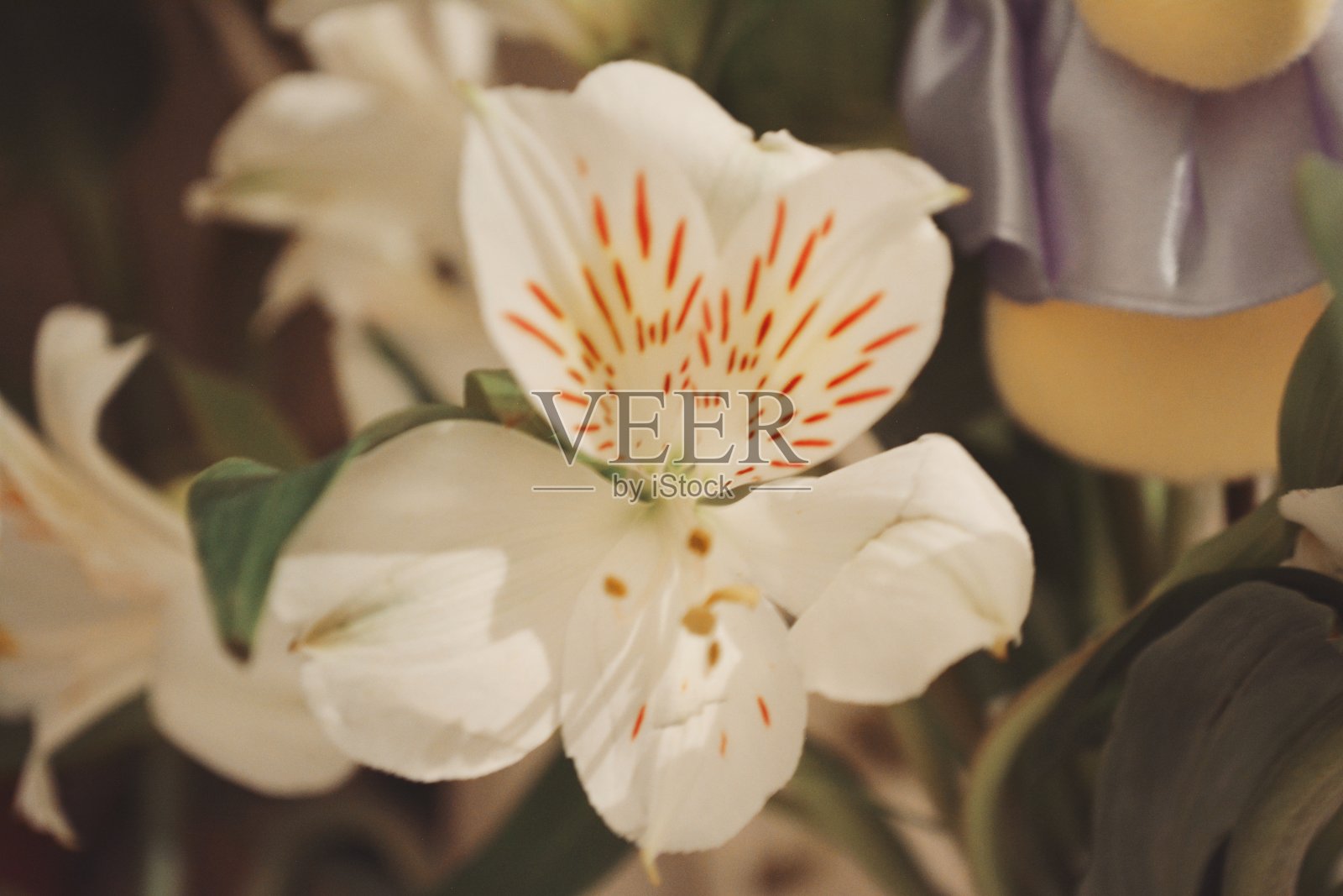 白色的花朵照片摄影图片