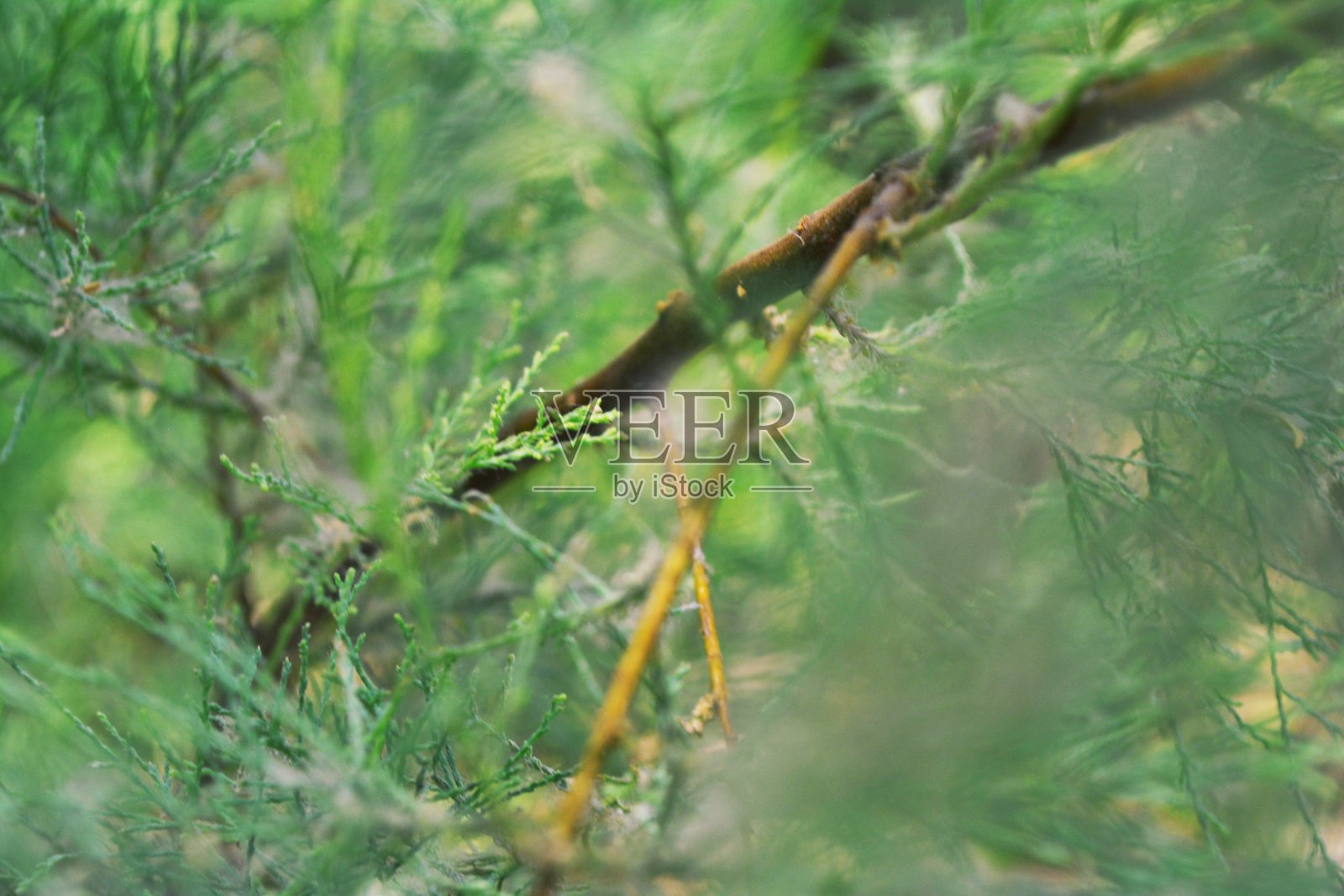 分支照片摄影图片